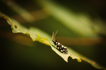 Butterfly on a leaf