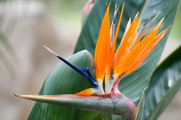 Strelitzia