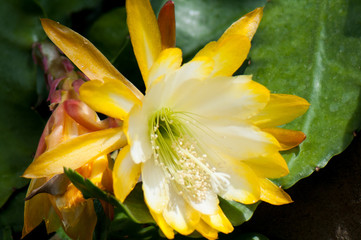tropical yellow cactus flower