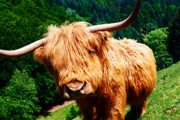 Beautiful exotic cow (yak) grazing in mountain fields 