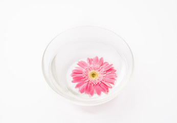 Pink gerbera flower