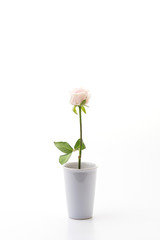 white and pink rose