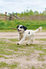 Russian Spaniel playing with stick