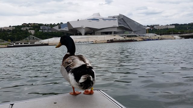 Canard Colvert g&eacute;ant sur le Rh&ocirc;ne