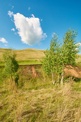 Fototapeta na wymiar Small woods against the sky