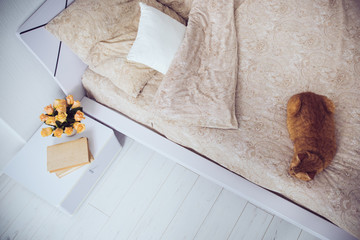 cat sleeping on a bed