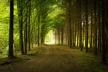 Road through the forest of beech and fir
