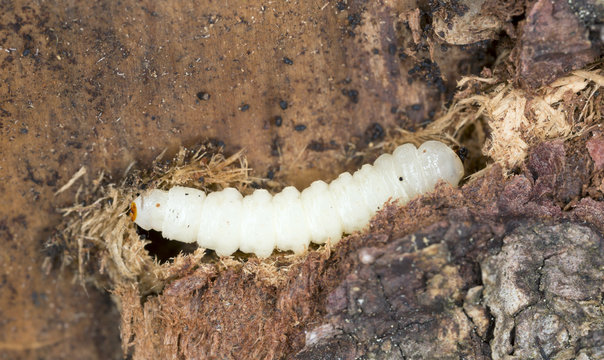 Robber-fly larva, Asilidae in wood