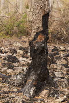 Part of burnt fir tree