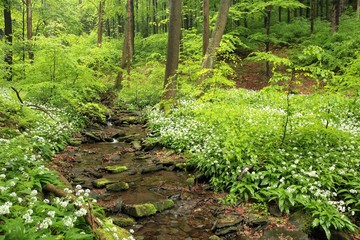 Spring forest in May