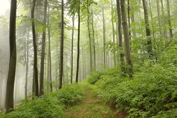 Spring beech forest in the fog