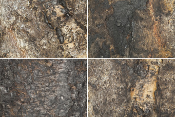 Collection of texture on burnt birch wood, close up photo