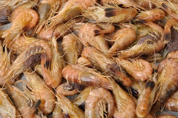 Common Shrimp