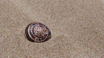 escargot de sable