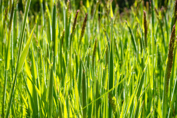 Closeup of Green Grass