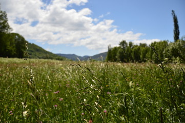 Pradera en primavera, mayo