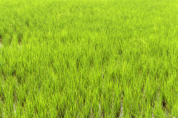 Rice fields