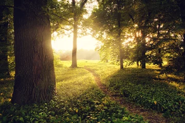 Fototapeten Sonnenlicht auf grünem Wald © Creaturart