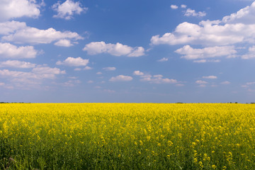 Obraz premium Rape field under blue cloudy sky