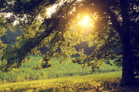 Fototapeta Sunlight on green forest