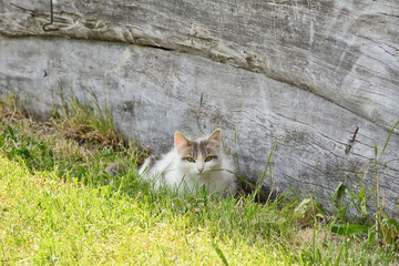 Naklejka na ściany i meble chat à la campagne