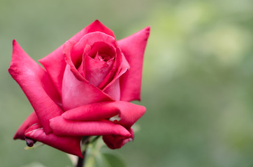 Rose photographed in park