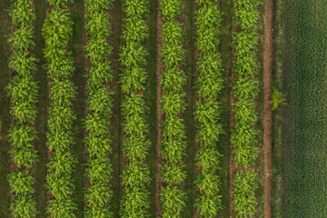 aerial view of trees in an orchard