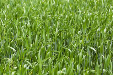 Close up of long green grass