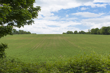 Field on a cloudy day in the countryside