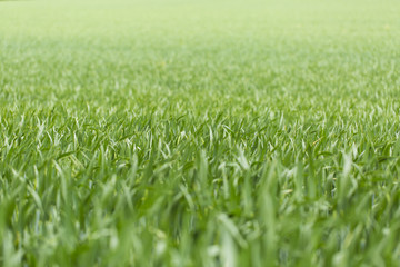 Obraz premium Long green grass