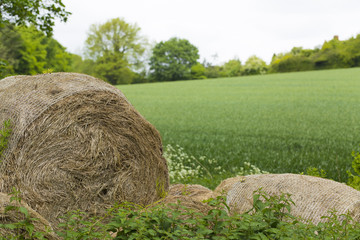 Hay bales stored in a field of long grass