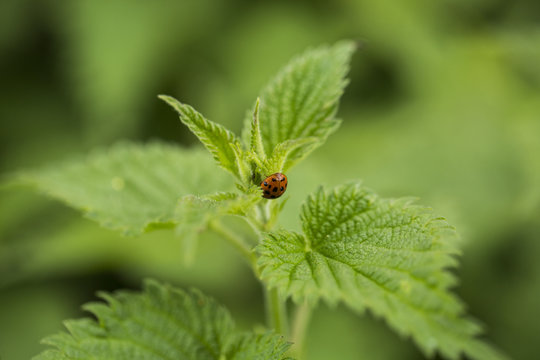 Ladybug on a stinging nettle 