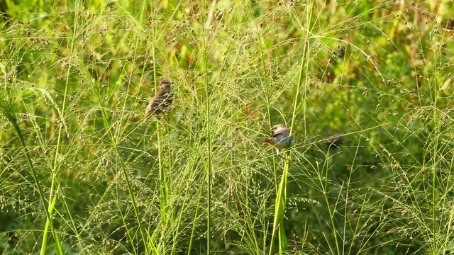 Corn Bunting birds in grass (miliaria calandra)
