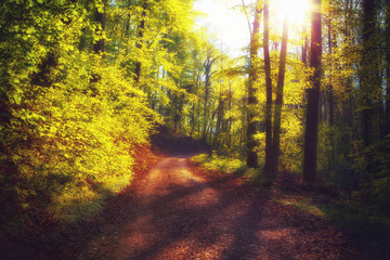 Beautiful romantic walk on a spring forest road at sunset