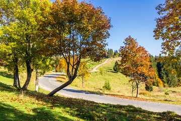 road through the forest in mountains