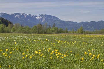 Obraz premium Blumenwiese im Isarwinkel