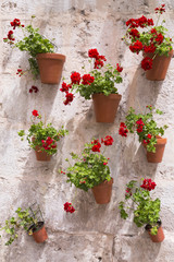 Fototapeta premium geranium czerwone kwiaty w doniczce na ceglany mur