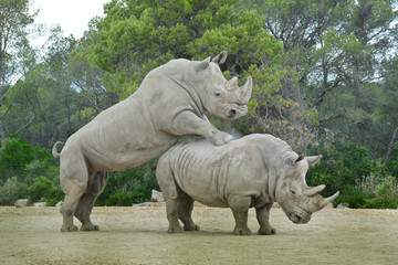 reproduction du rhinocéros blanc