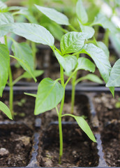 Seedlings peppers