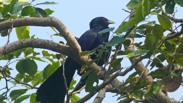drongo bird on tree
