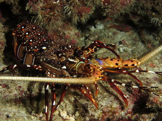 Spiny lobster