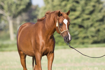 Arabischer Fuchs Wallach