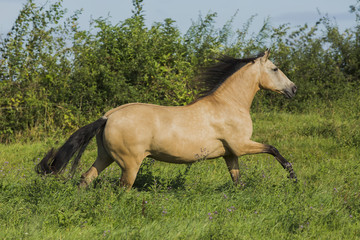 Naklejka premium Falbfarbene Lusitano Stute Auf Der Weide