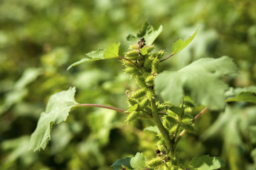 Cocklebur plant