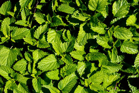 Top voew of green leaves background in sunny day.