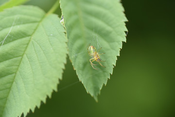 ragno su foglia ragni 