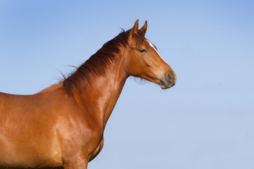 Fototapeta na wymiar Young red horse against blue sky