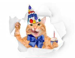Obraz premium Birthday cat .