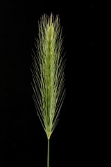 Green spike of wheat isolated on black background