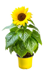 Obraz premium Sonnenblume, Helianthus annuus